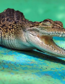 03922_crocochild