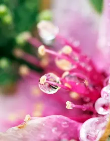 03834_flowertears