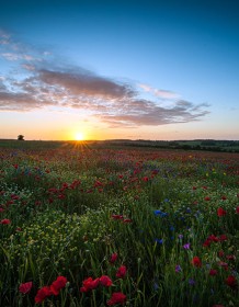 03002_sunriseoverthepoppyfield