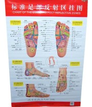 《标准足部反射区挂图》 刘家瑞  编 ISBN 9787533536237